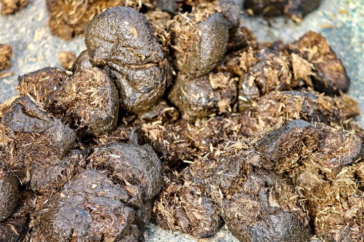 horse poop - road apples - horse manure